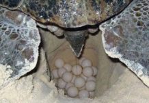 PROFEPA mantiene vigilancia por arribazón de tortugas lora