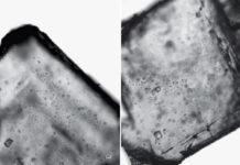 Encuentran microbios de hace 830 millones de años que podrían estar vivos