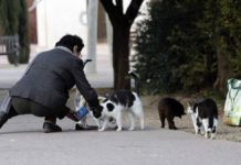 Alertan por “mata gatos” en sector Miramar