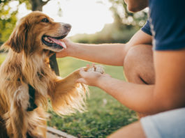 No, el buen (o mal) comportamiento de tu perro no depende de su raza