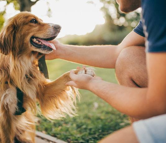 No, el buen (o mal) comportamiento de tu perro no depende de su raza