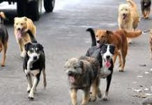 Proponen adiestrar perros para cuidar a mujeres víctimas de violencia de género
