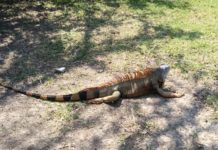 Llena de atractivos turísticos la laguna del Carpintero