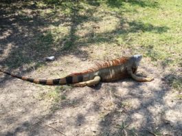 Llena de atractivos turísticos la laguna del Carpintero