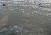 Avistan por primera vez 4 manatíes en la Laguna del Carpintero