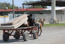 Carretoneros no podrán utilizar caballos para su trabajo en Madero