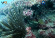 Presentan arrecife rocoso sumergido (ARS) frente a la Costa Sur del Estado de Tamaulipas