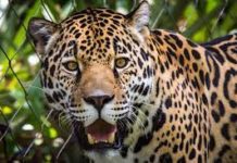 Tamaulipas dejará pendiente el paradero del Jaguar