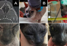 Científicos rusos curan por primera vez tumores en gatos y perros con un método de irradiación selectiva de neutrones