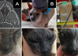 Científicos rusos curan por primera vez tumores en gatos y perros con un método de irradiación selectiva de neutrones