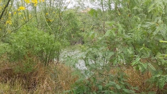 Rescatan cadáver de menor en las aguas del río Bravo