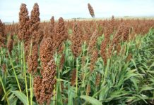 Romperá récord la cosecha de sorgo