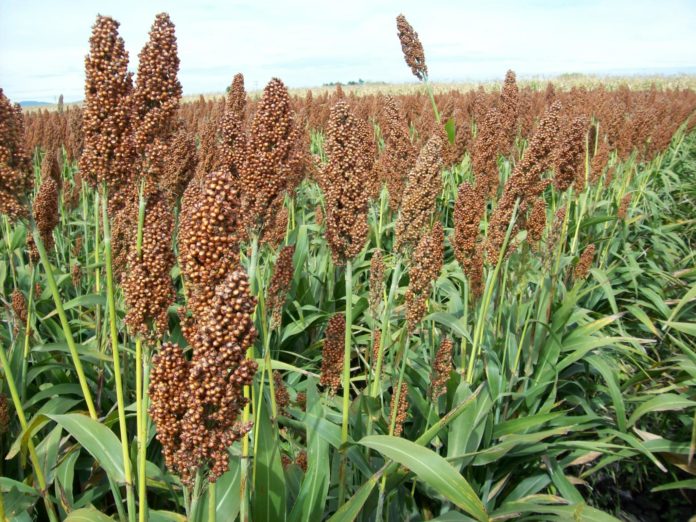 Sorgo26122019