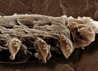 Los ácaros que copulan en nuestra cara por la noche tienen un grave problema