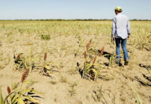 Tamaulipas culpa a federación por abandono del campo