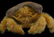 Descubren una nueva especie de ‘cangrejo esponja’ en Australia