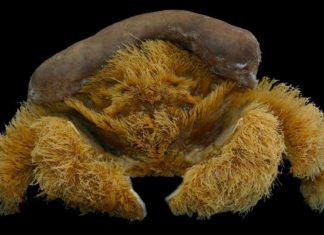 Descubren una nueva especie de ‘cangrejo esponja’ en Australia