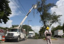 CFE debe evitar tragedias podando arboles peligrosos