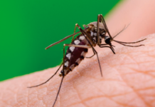 237 casos sospechosos de dengue pero Tamaulipas sigue en cero confirmados