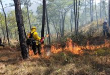 Exhorta Congreso a reforestación masiva para rescatar áreas afectadas por incendios
