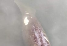 Es común la presencia de manatíes en la región