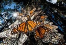 Es Tamaulipas pionero en cuidado y preservación de la Mariposa Monarca