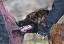 Víboras y perros atacan a 1, 555 tamaulipecos
