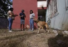 Dejan amarrados a perros bajo el sol