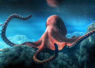 Científicos descubren que los pulpos comparten algunos genes cerebrales con los humanos