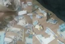 Joven deja dinero en casa y rata destroza los billetes; eran más de 15 mil pesos