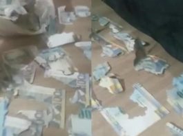 Joven deja dinero en casa y rata destroza los billetes; eran más de 15 mil pesos
