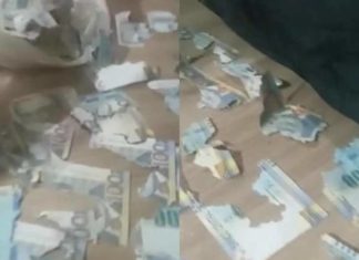 Joven deja dinero en casa y rata destroza los billetes; eran más de 15 mil pesos
