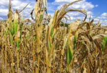 Sequía podría acabar con 70 mil hectáreas de sorgo y maíz