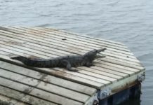 Aún evalúan reubicación de cocodrilos de la Laguna del Carpintero