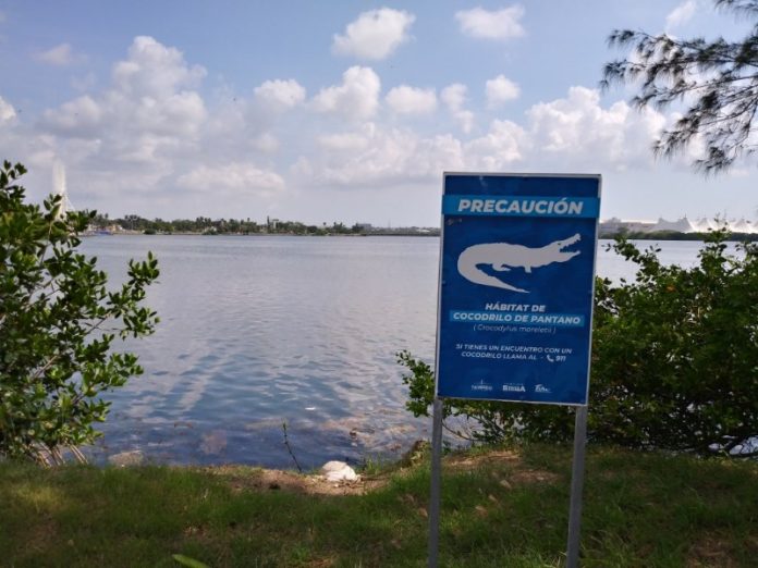 Advierten de cocodrilos