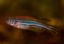 Este pez es capaz de regenerar su corazón y así es cómo lo hace