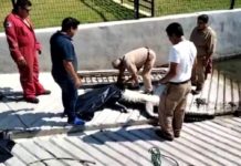 Hallan muerto a cocodrilo en el Canal de la Cortadura