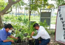 Donan 50 árboles a la Dirección de Ecología de Madero.