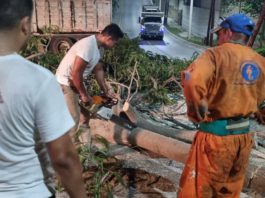 Cortan árbol de grandes dimensiones por representar riesgo para la población