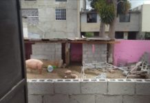 Detectan criadero de cerdos en zona urbana de Madero