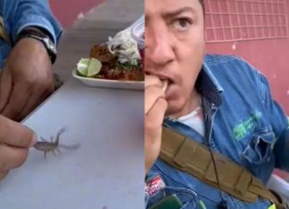 ¿Viagra mexicano? Electricista presume un taco de birria con ¡un alacrán vivo!