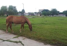 Grave problemática de insalubridad presencia de caballos en sector Miramar