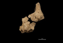 Hallan en España el rostro humano más antiguo de Europa (y puede revelar el origen de la cara moderna)