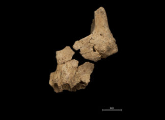 Hallan en España el rostro humano más antiguo de Europa (y puede revelar el origen de la cara moderna)