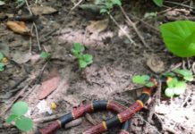 Advierten por presencia de más víboras coralillo