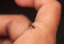Ya van 280 casos sospechosos de dengue pero Tamaulipas pero ninguno confirmado
