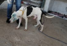 Denuncian aparente envenenamiento de perros en ejido