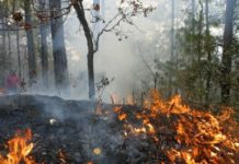 Tamaulipas rompe récord en incendios