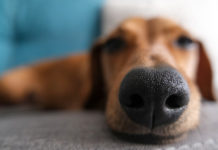 Descubren que los perros pueden ‘ver’ con sus narices