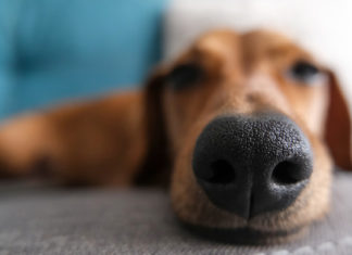 Descubren que los perros pueden ‘ver’ con sus narices